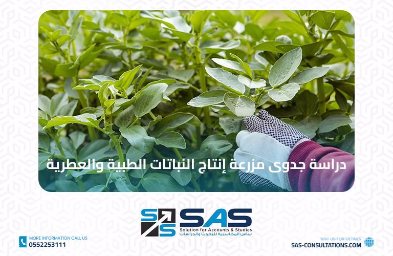 دراسة جدوى مزرعة إنتاج النباتات الطبية والعطرية